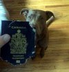 "CETA" upada umowa handlowa z Kanadą