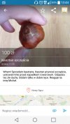 Kasztan szczęścia
