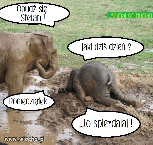 Zwierze też człowiek ...