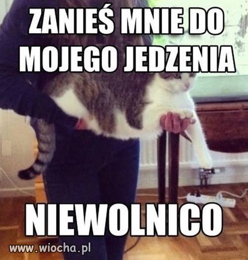 Koty takie są