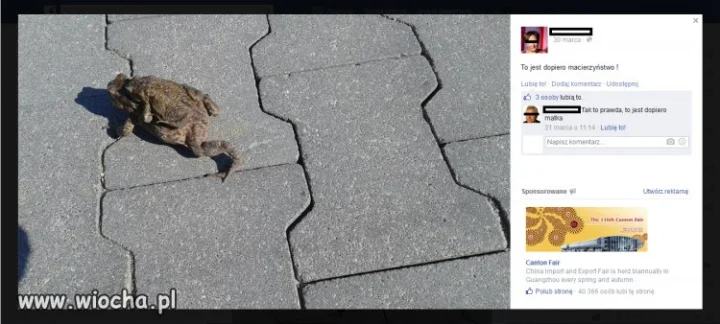 Żabie sprawy