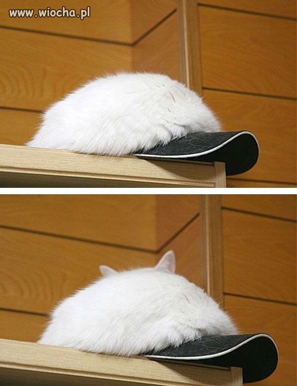 Koto-czapka