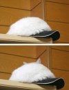 Koto-czapka