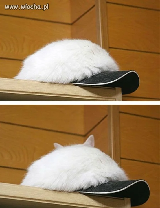 Koto-czapka