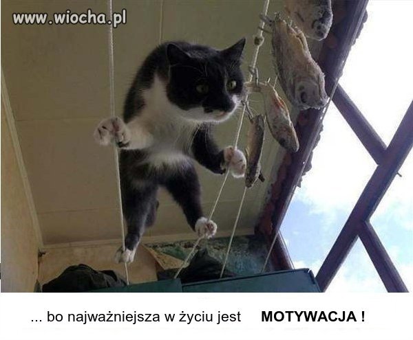 Motywacja