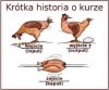 Krótka historia