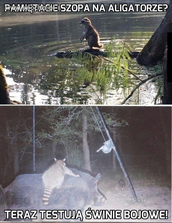 Pamiętacie szopa na aligatorze?