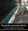 Prawda, prawda, prawda 