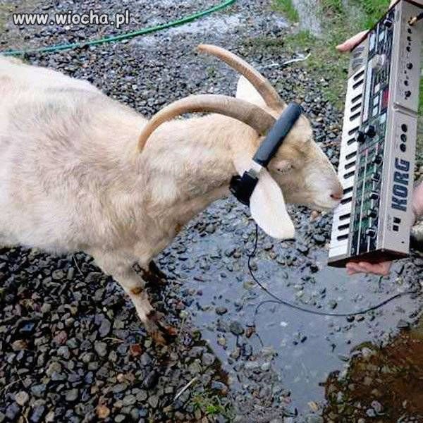 Oni teź mają DJ.
