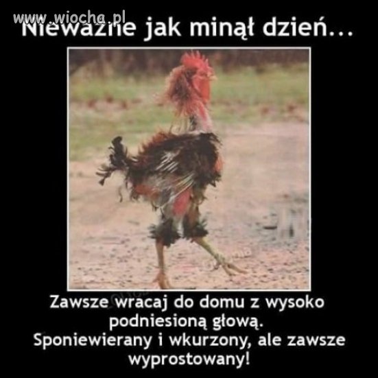 Sponiewierany i wkurzony