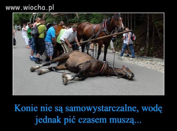 Dla górali tylko "dudki" się liczą.