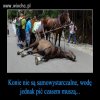 Dla górali tylko "dudki" się liczą.