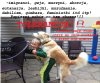Tolerancyjna Europa!