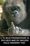 Podziękowanie...