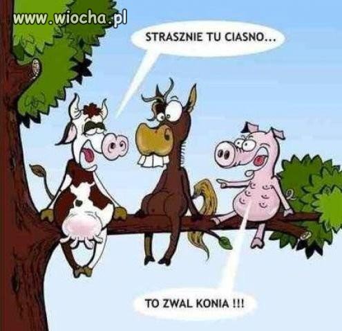 Zwal go!
