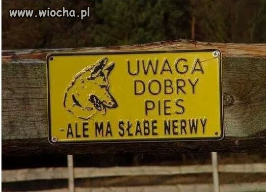 Dobry pies