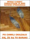 U babci wszystko jest możliwe