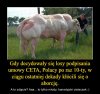 Po raz kolejny temat zastępczy? ...