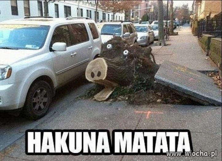 Hakuna Matata...