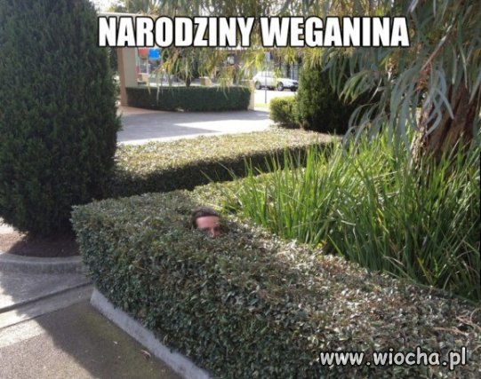 Narodziny weganina