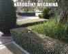 Narodziny weganina