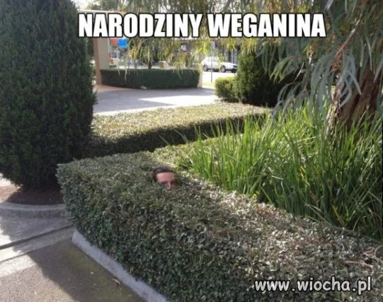 Narodziny weganina