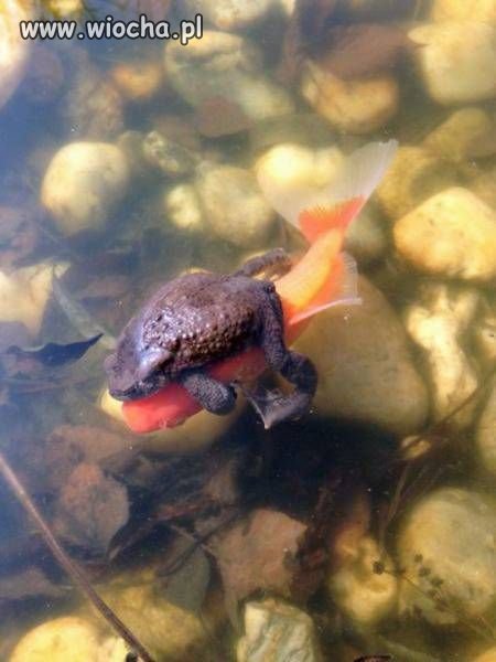 I w naturze coś się pieprzy