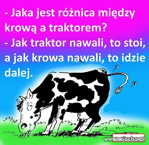 Krowa