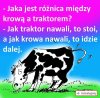 Krowa