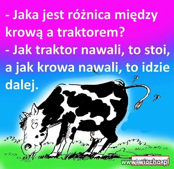 Krowa