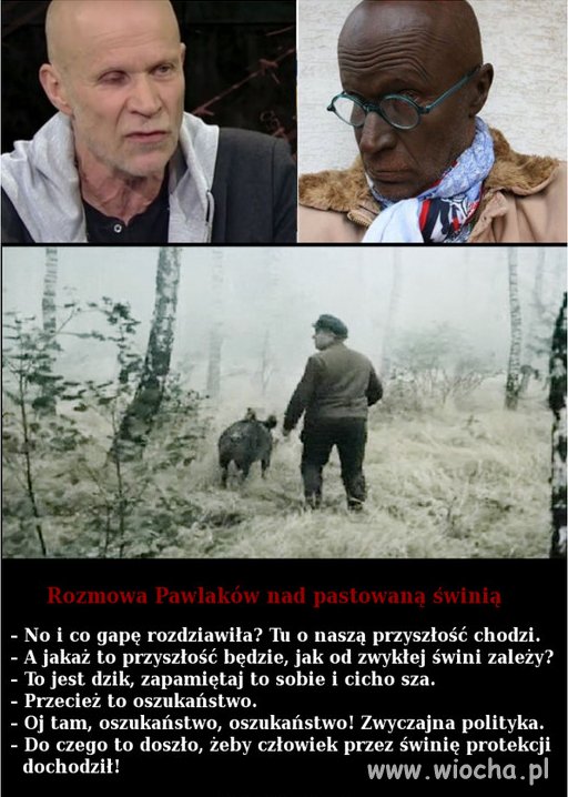 Pastowana świnia.
