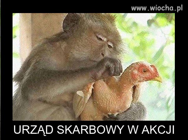 Skarbówka