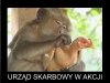 Skarbówka