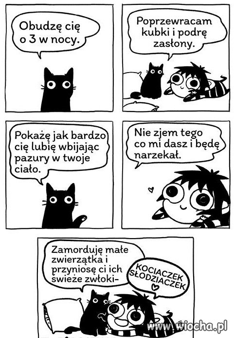 Kot  