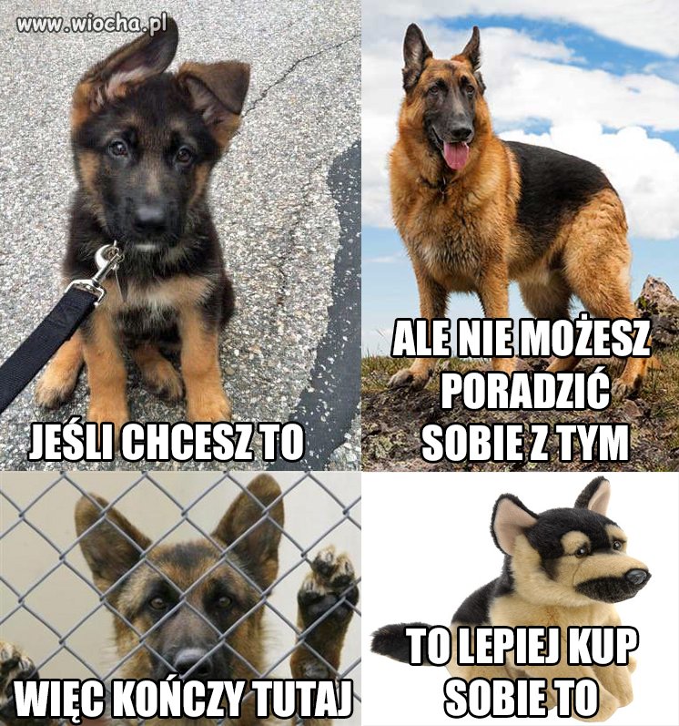Idą święta, pies to nie zabawka.