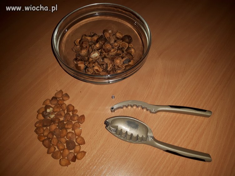 Poprzedni dziadek do orzechów służył 30 lat