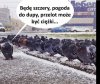 Ale auta same się nie zapaskudzą