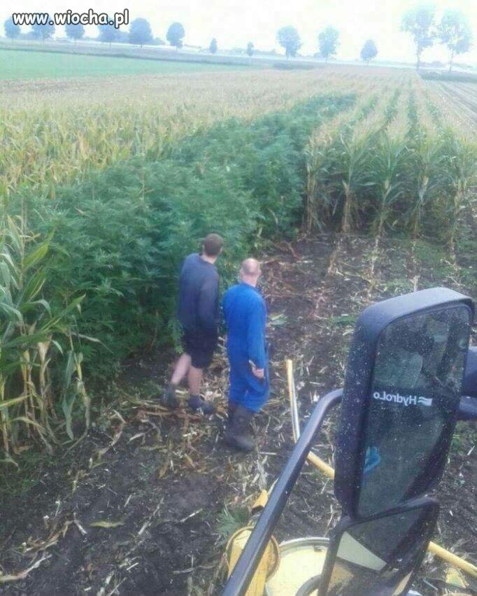 Kosisz sobie kukurydzę 