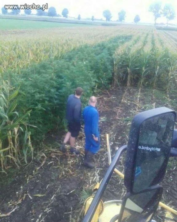 Kosisz sobie kukurydzę 