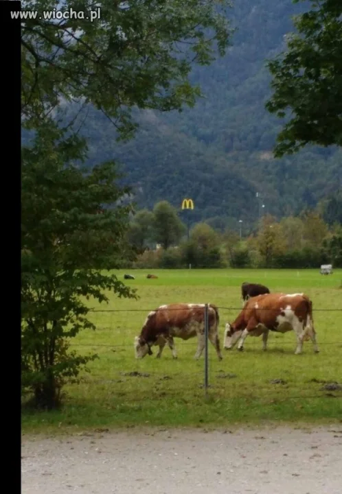 Przeznaczenie czai się w dali