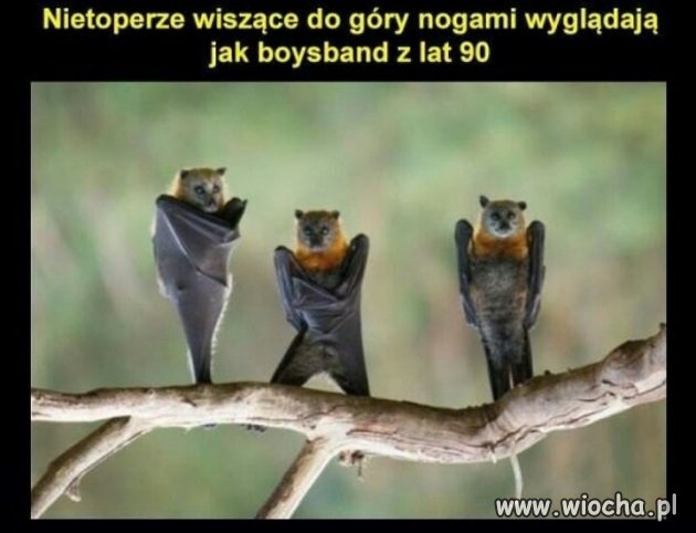 Nietoperze