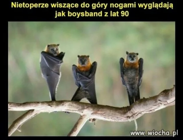 Nietoperze