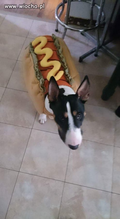 Hot dog