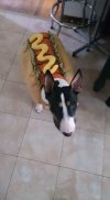 Hot dog