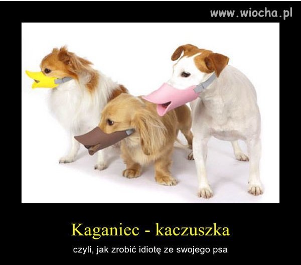 Kaganiec