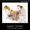 Kaganiec