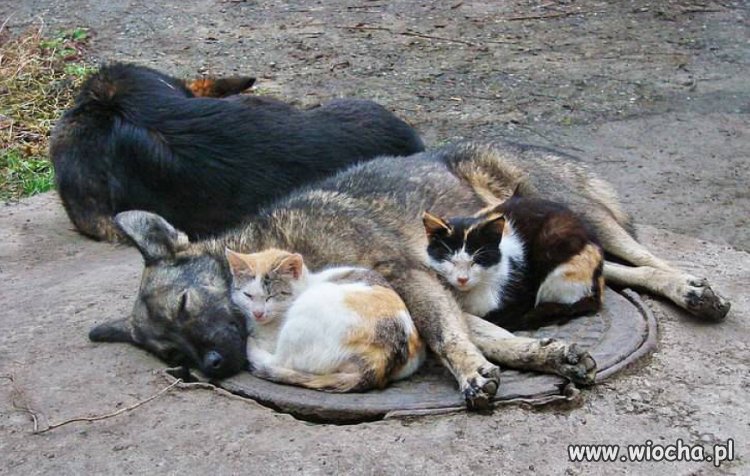 Kumple