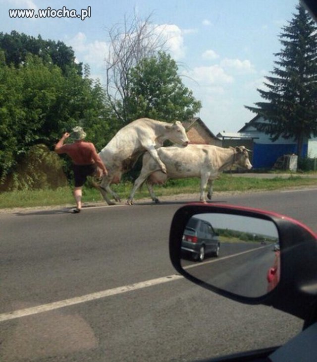 Tymczasem na wsi