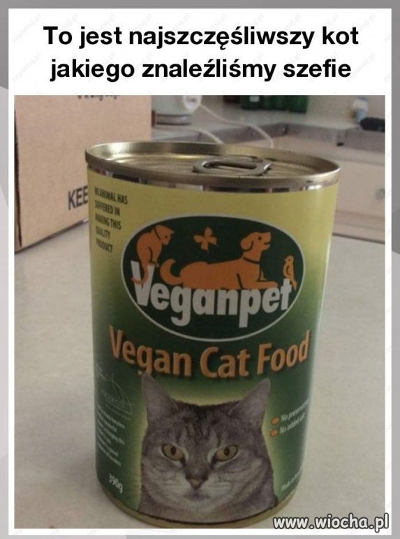 Wegańska karma dla kotów