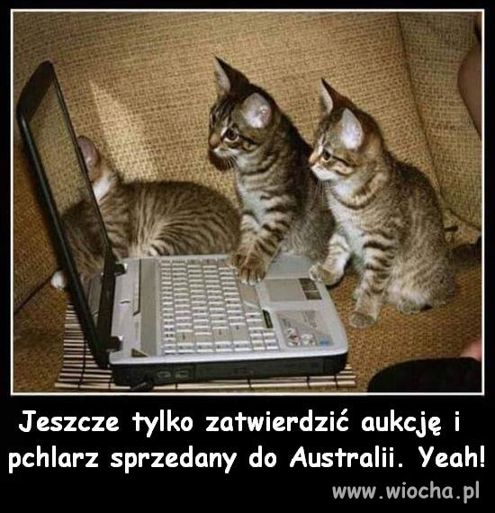Sprzedamy kundla na aukcji
